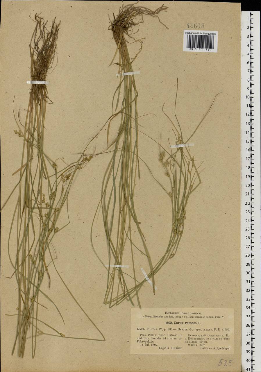 Carex remota L., Eastern Europe, North-Western region (E2) (Russia)