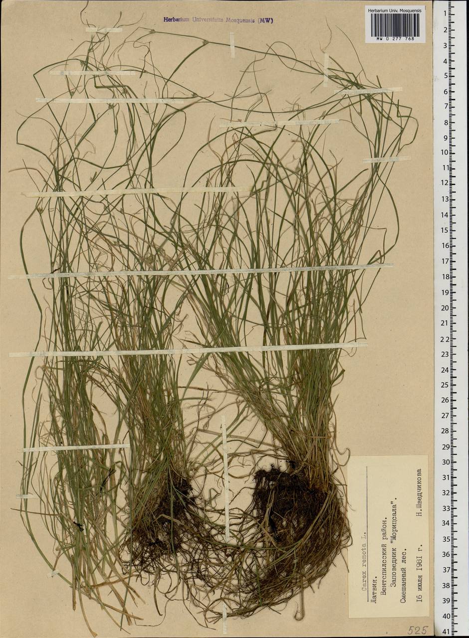 Carex remota L., Eastern Europe, Latvia (E2b) (Latvia)