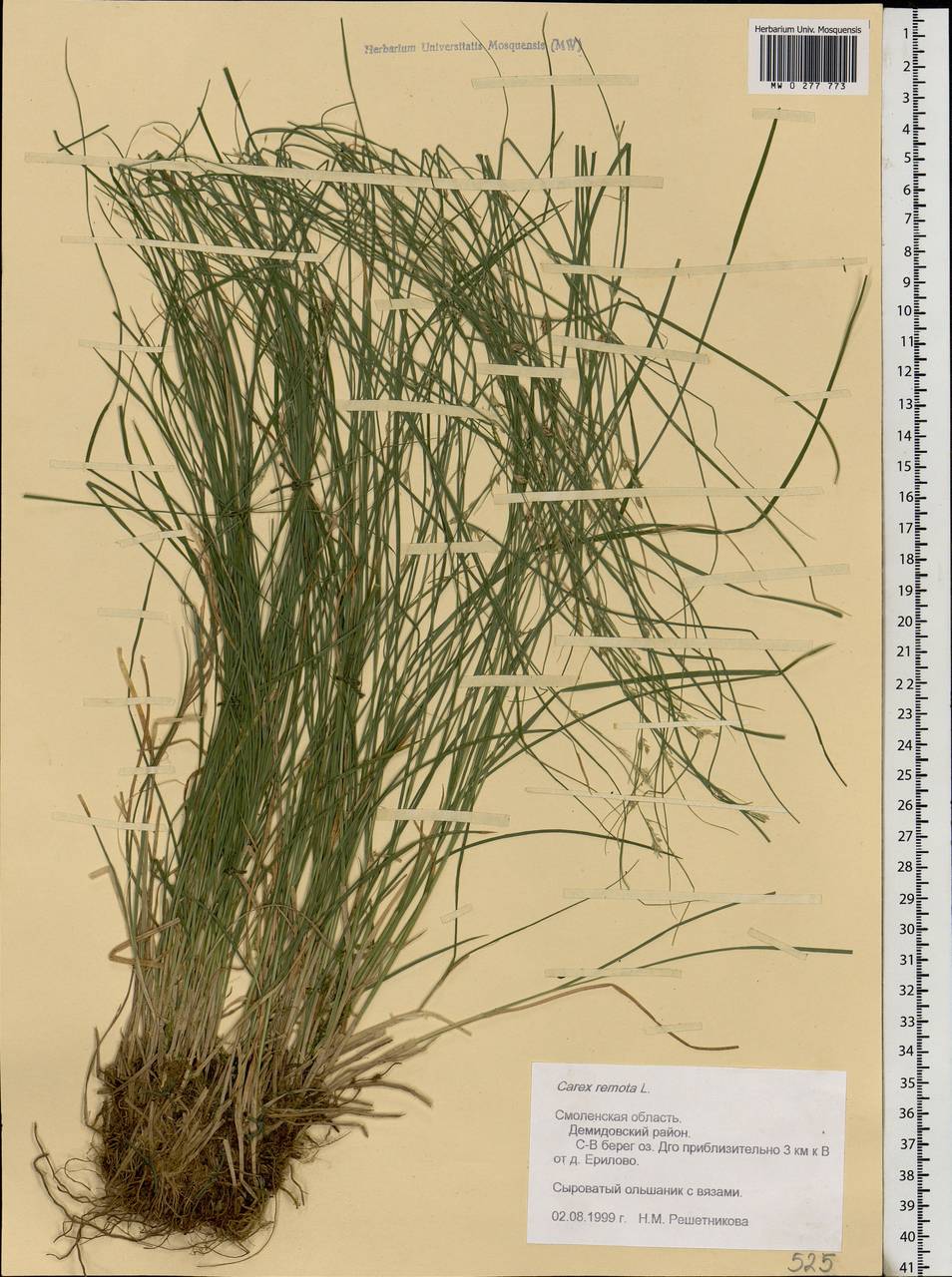 Carex remota L., Eastern Europe, Western region (E3) (Russia)