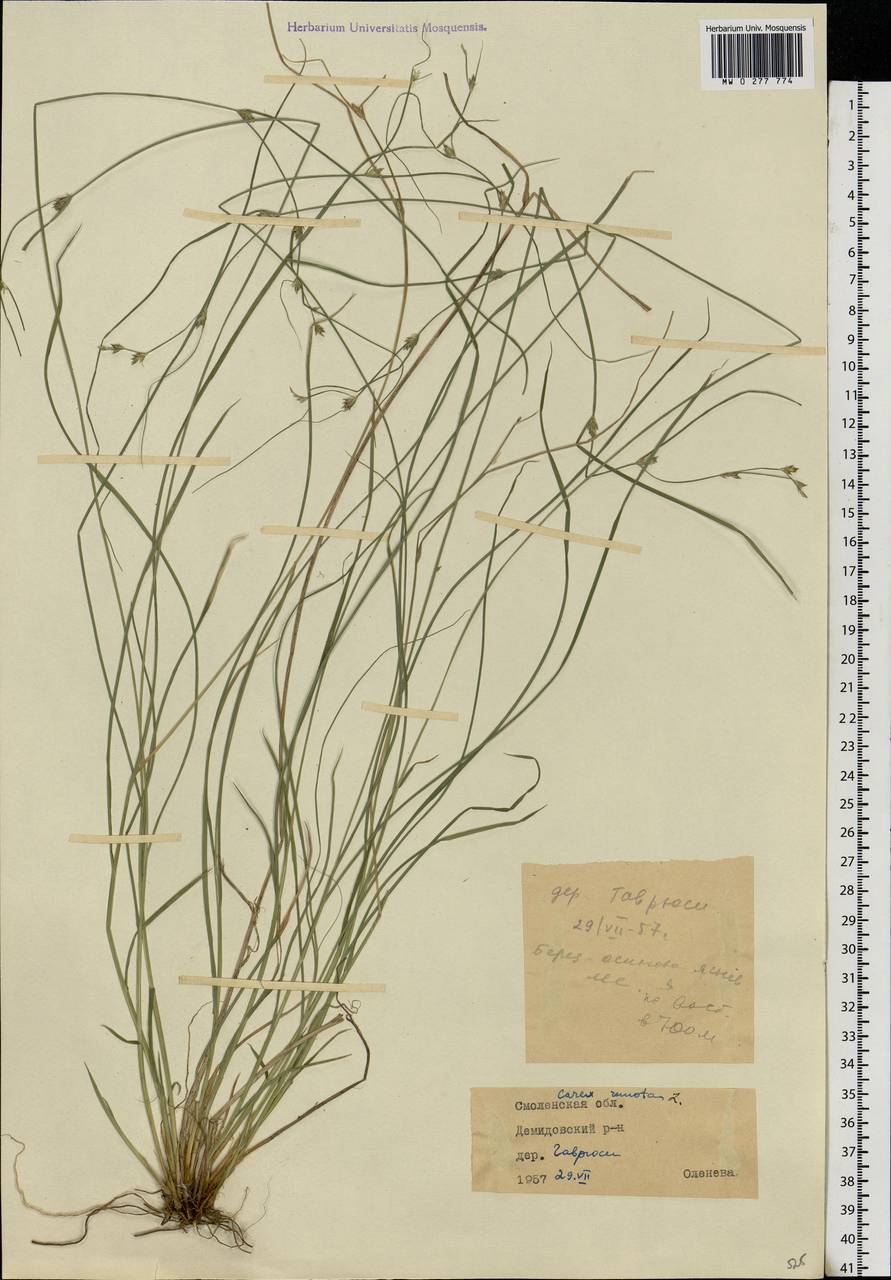 Carex remota L., Eastern Europe, Western region (E3) (Russia)