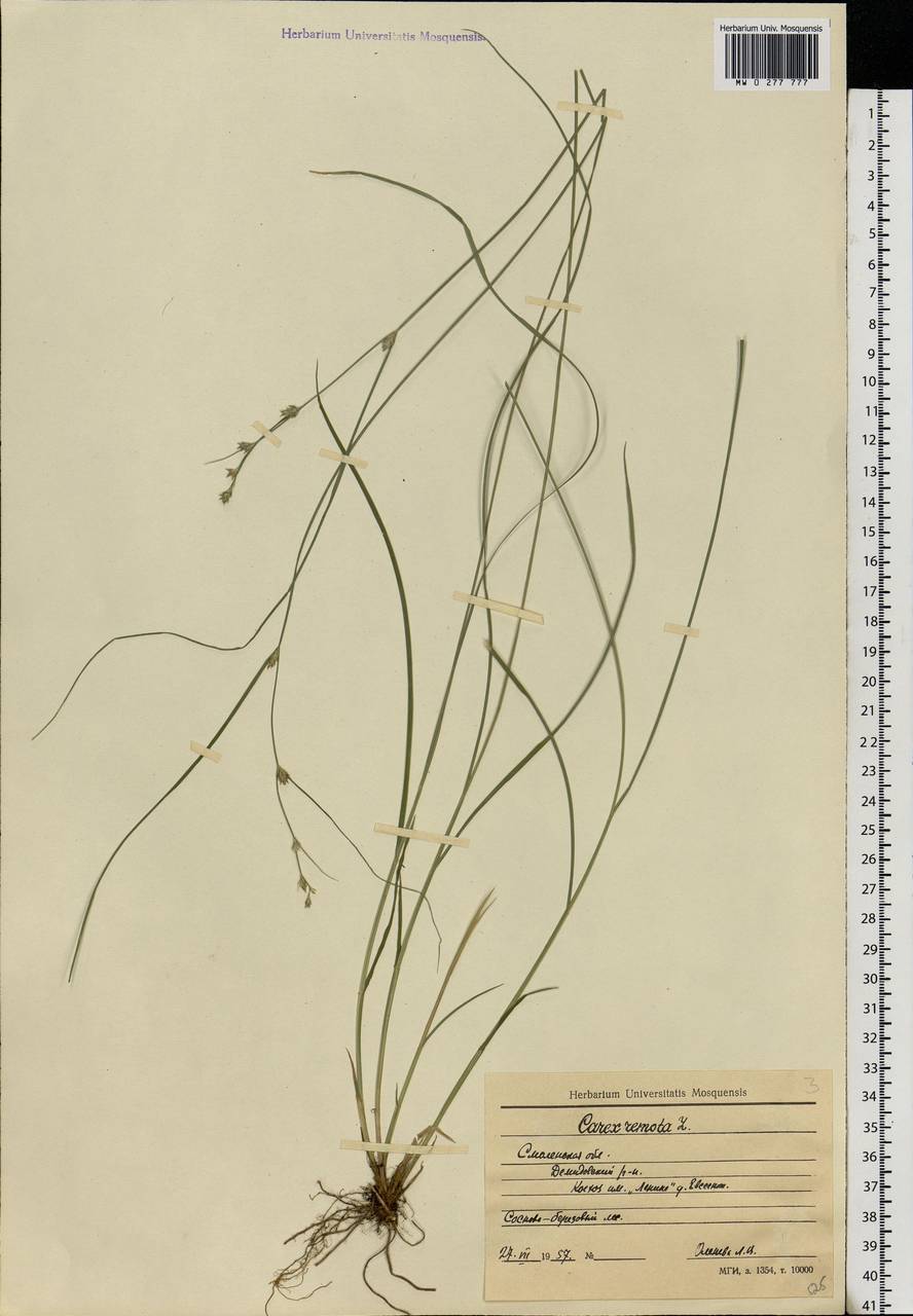 Carex remota L., Eastern Europe, Western region (E3) (Russia)