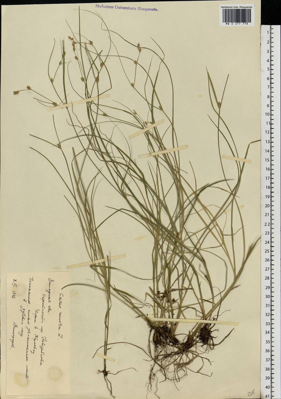 Carex remota L., Eastern Europe, Western region (E3) (Russia)