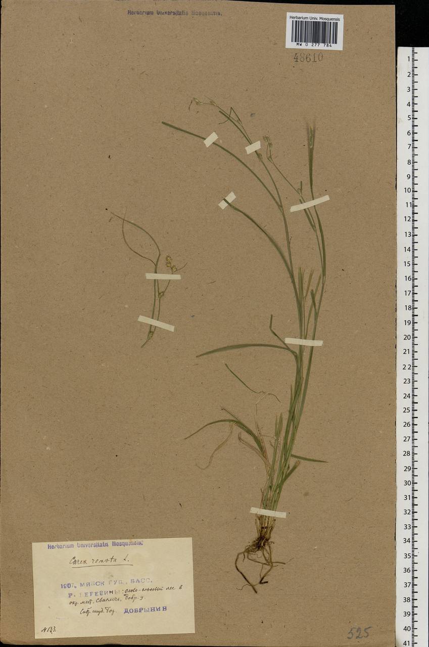 Carex remota L., Eastern Europe, Belarus (E3a) (Belarus)