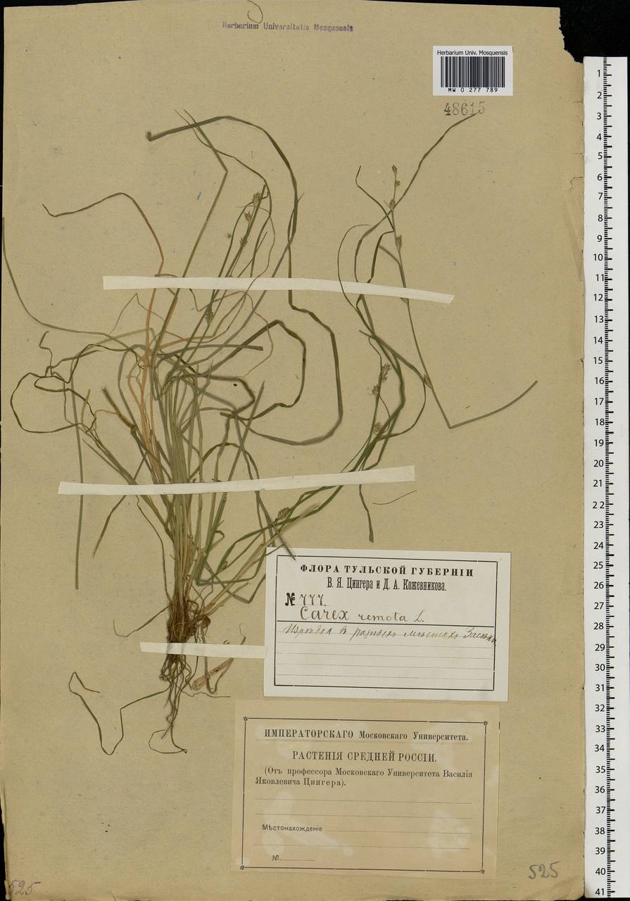 Carex remota L., Eastern Europe, Central region (E4) (Russia)