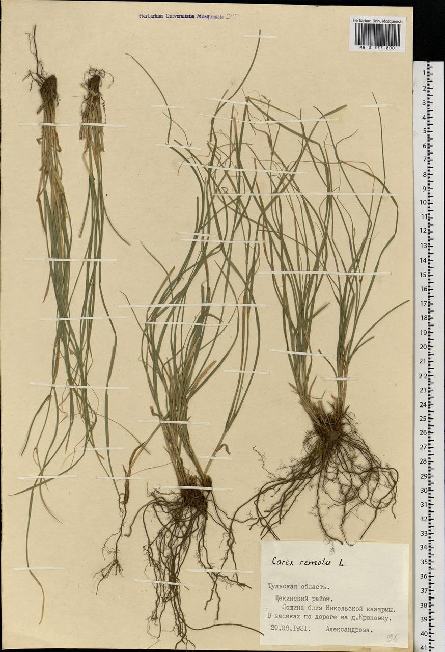 Carex remota L., Eastern Europe, Central region (E4) (Russia)