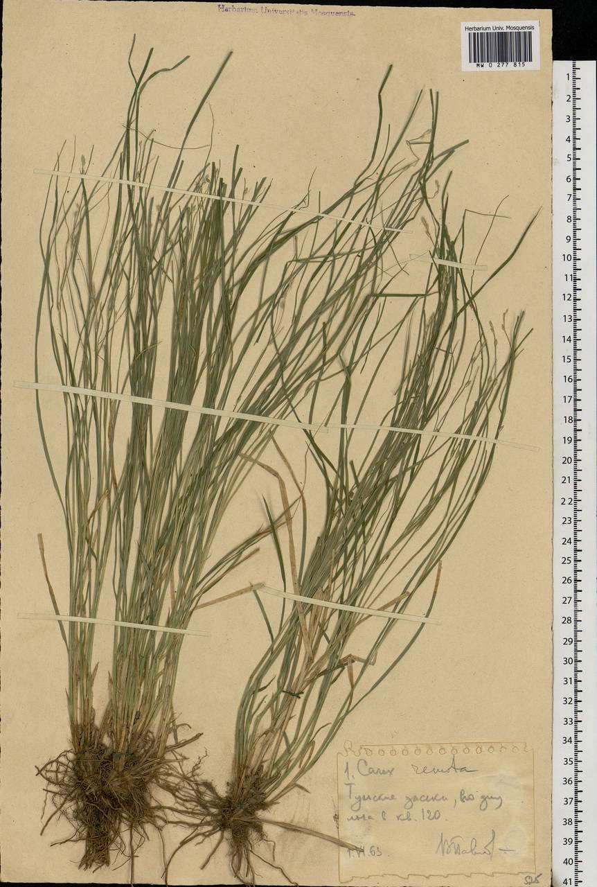 Carex remota L., Eastern Europe, Central region (E4) (Russia)