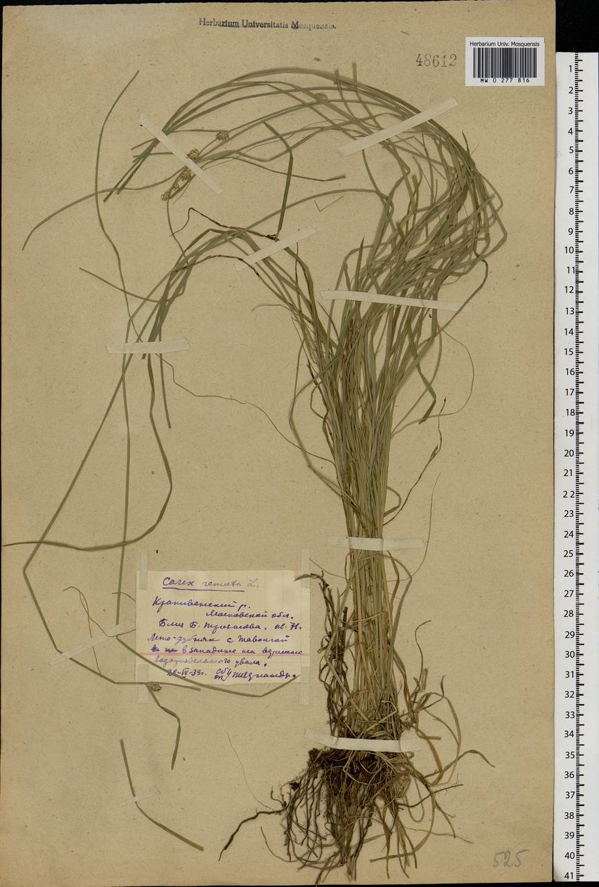 Carex remota L., Eastern Europe, Central region (E4) (Russia)