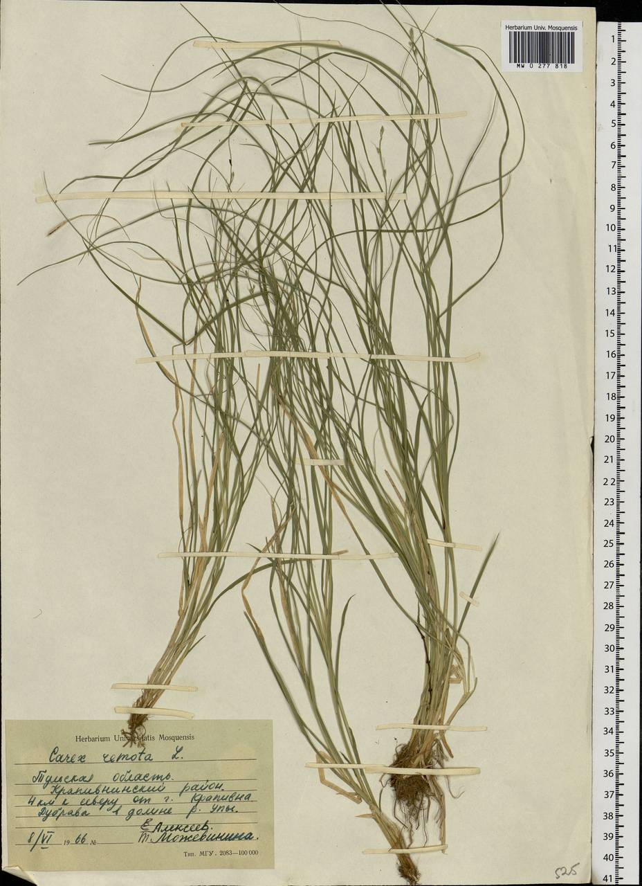 Carex remota L., Eastern Europe, Central region (E4) (Russia)