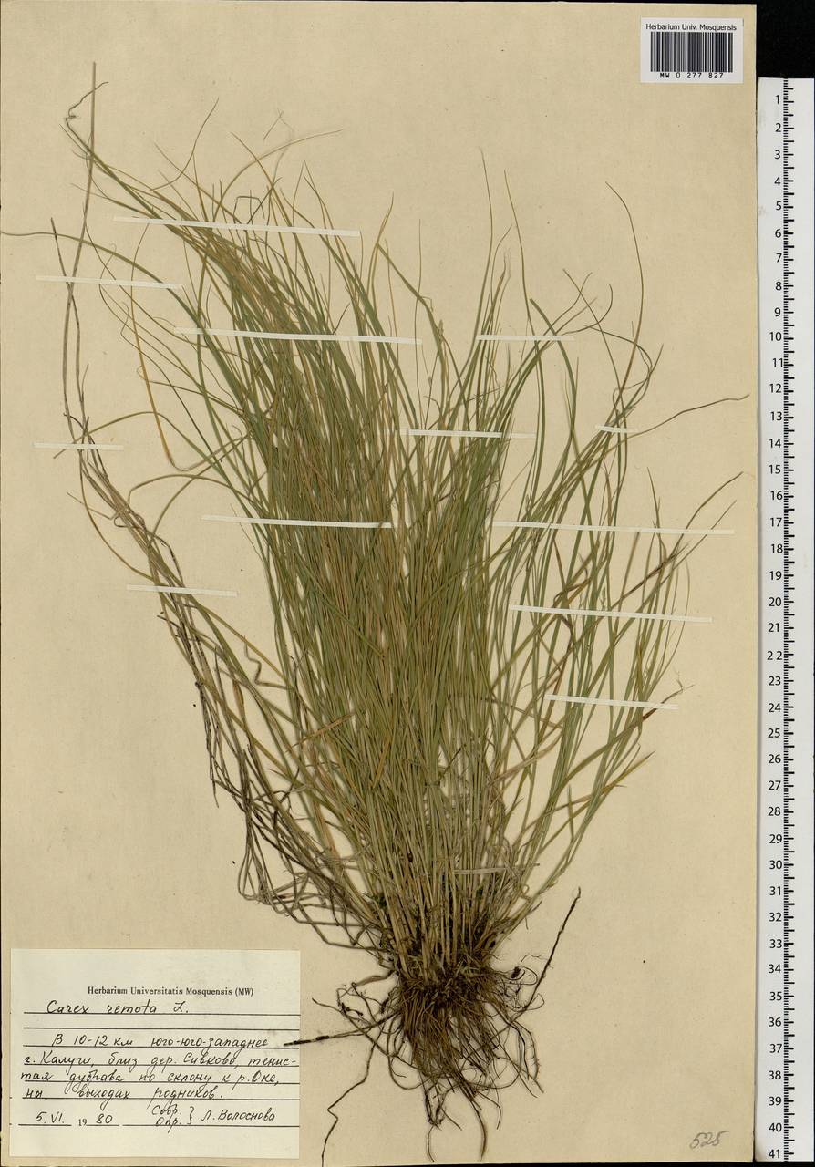 Carex remota L., Eastern Europe, Central region (E4) (Russia)