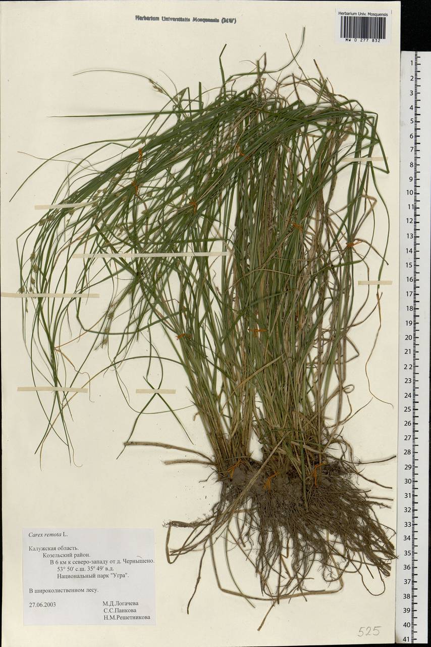 Carex remota L., Eastern Europe, Central region (E4) (Russia)