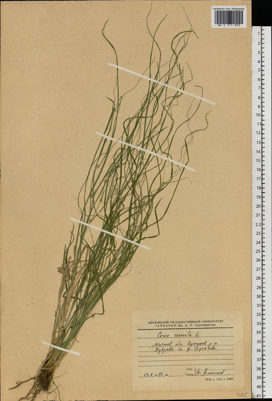 Carex remota L., Eastern Europe, Moscow region (E4a) (Russia)