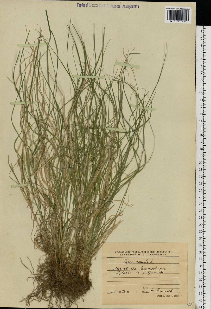 Carex remota L., Eastern Europe, Moscow region (E4a) (Russia)