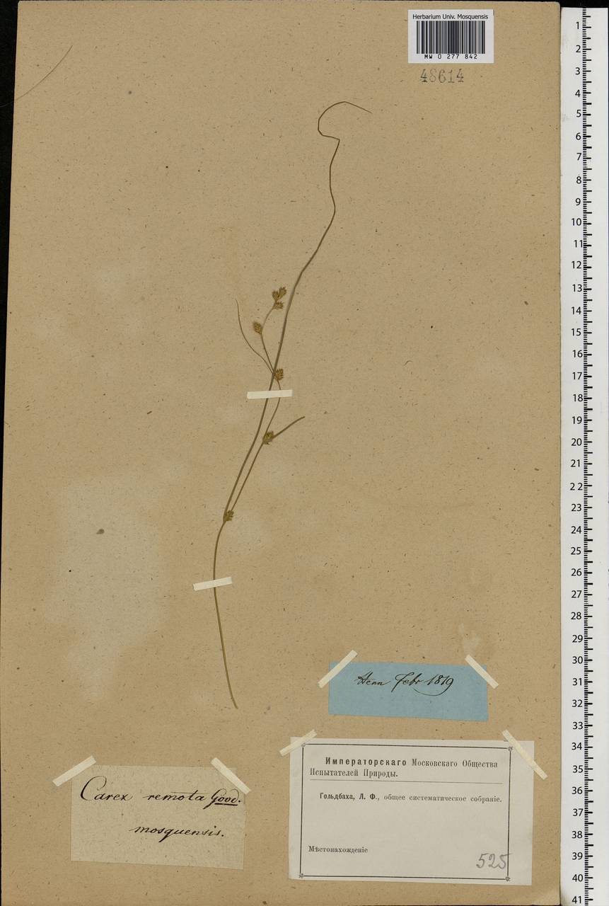Carex remota L., Eastern Europe, Moscow region (E4a) (Russia)