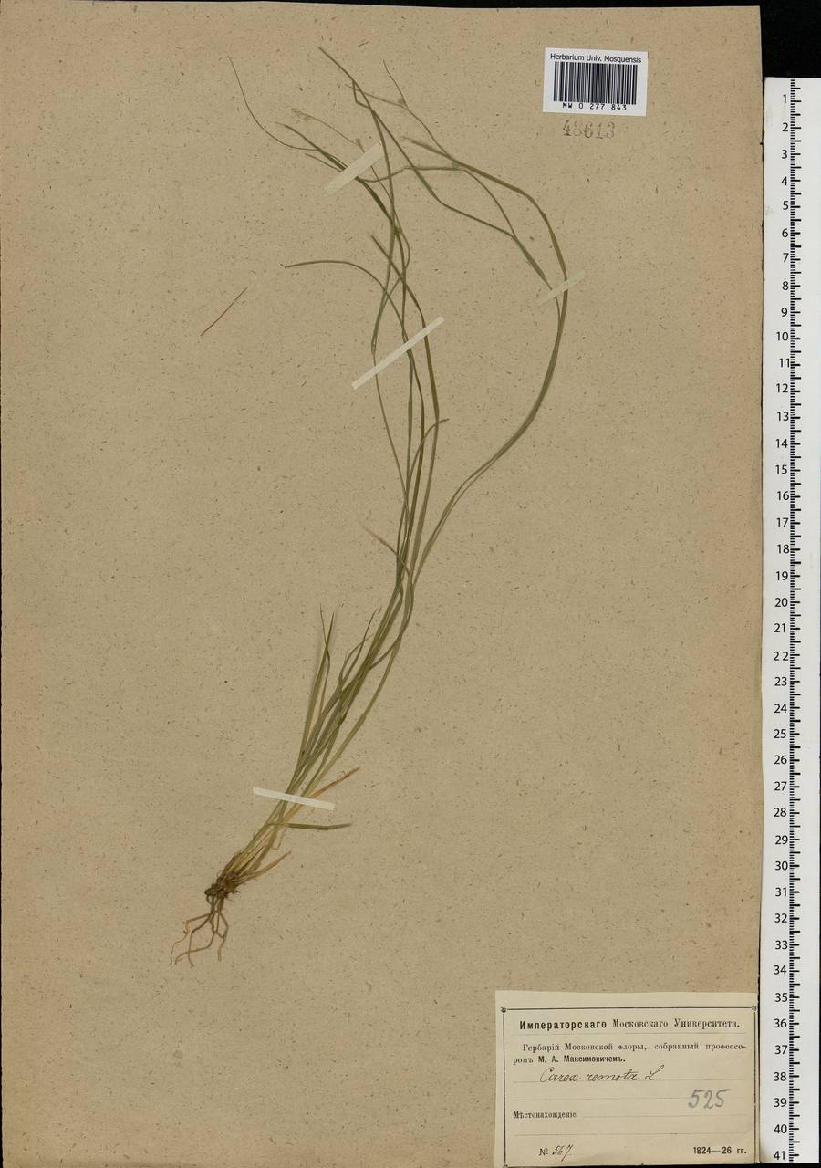 Carex remota L., Eastern Europe, Moscow region (E4a) (Russia)
