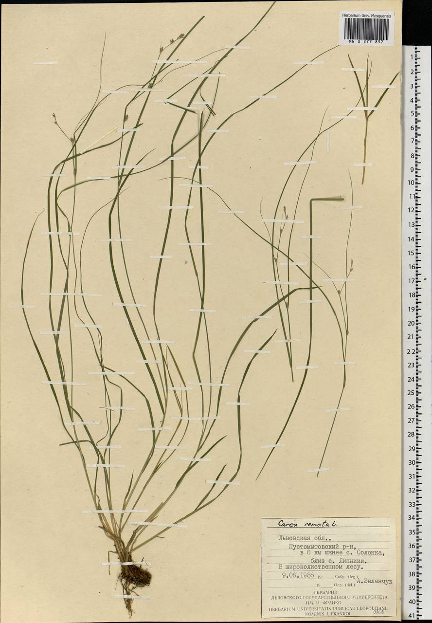 Carex remota L., Eastern Europe, West Ukrainian region (E13) (Ukraine)