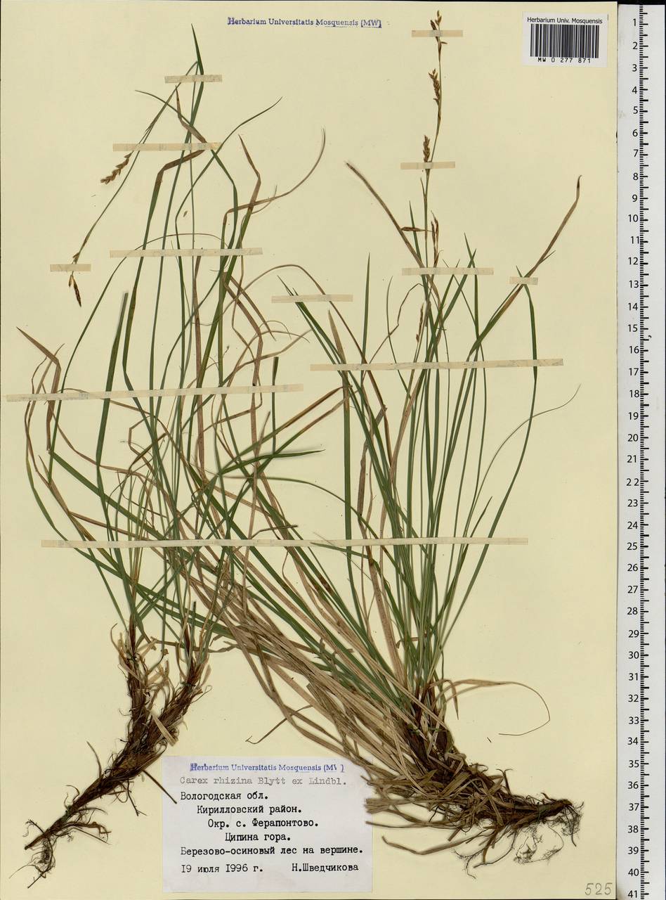 Carex rhizina Blytt ex Lindblom, Eastern Europe, Northern region (E1) (Russia)