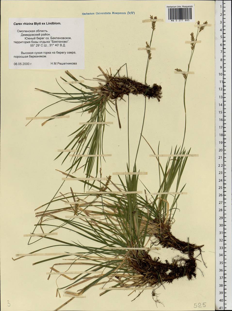 Carex rhizina Blytt ex Lindblom, Eastern Europe, Western region (E3) (Russia)