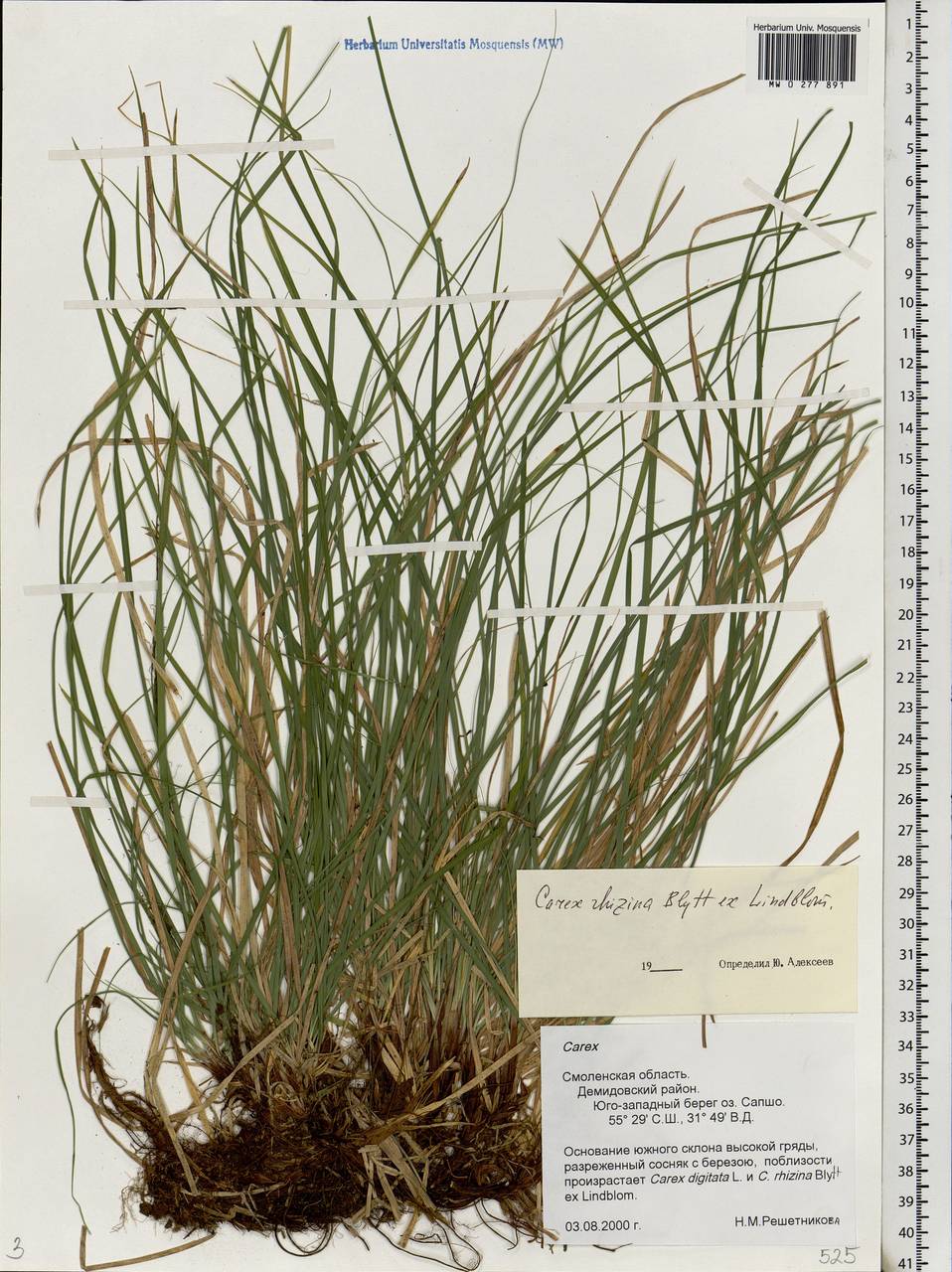 Carex rhizina Blytt ex Lindblom, Eastern Europe, Western region (E3) (Russia)