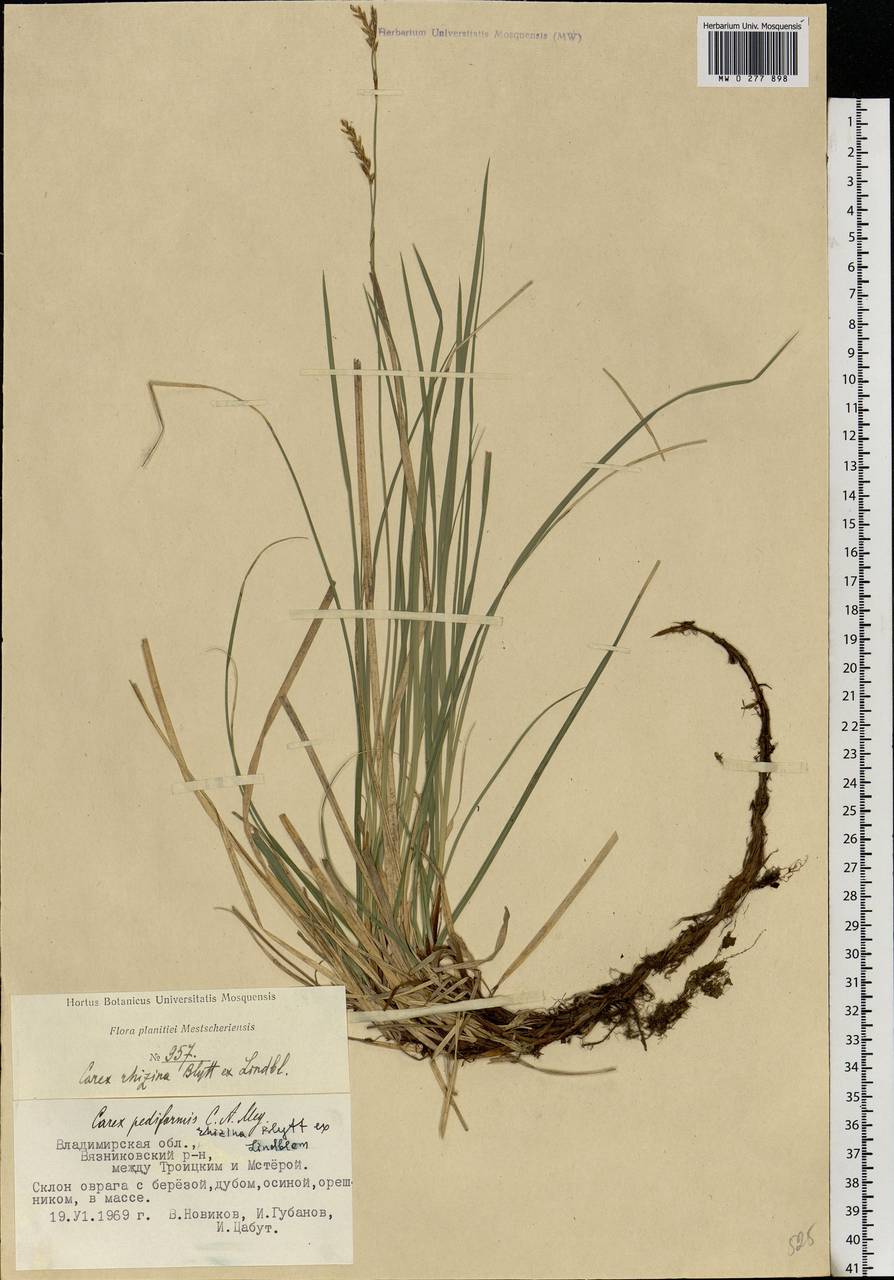 Carex rhizina Blytt ex Lindblom, Eastern Europe, Central region (E4) (Russia)