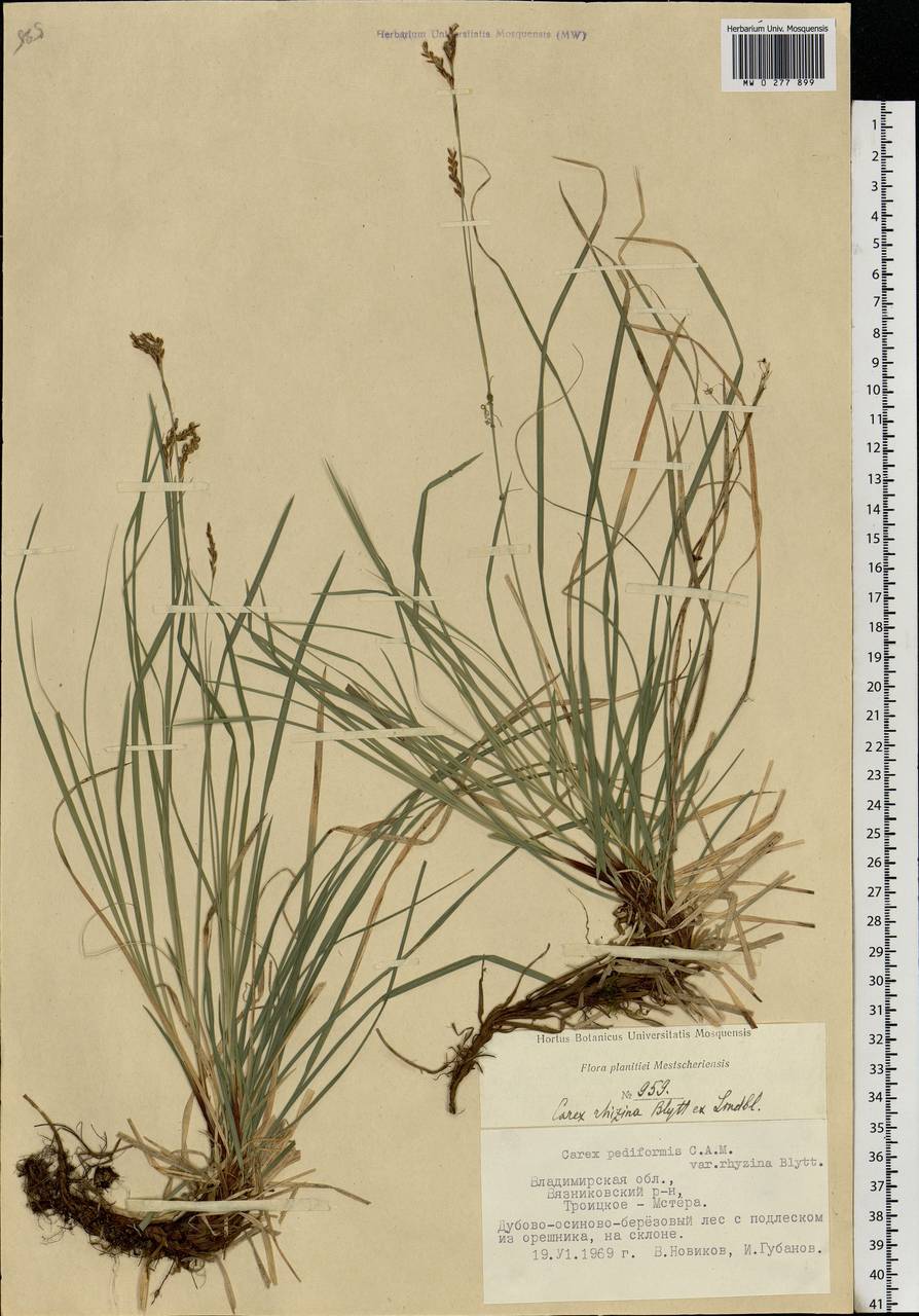 Carex rhizina Blytt ex Lindblom, Eastern Europe, Central region (E4) (Russia)