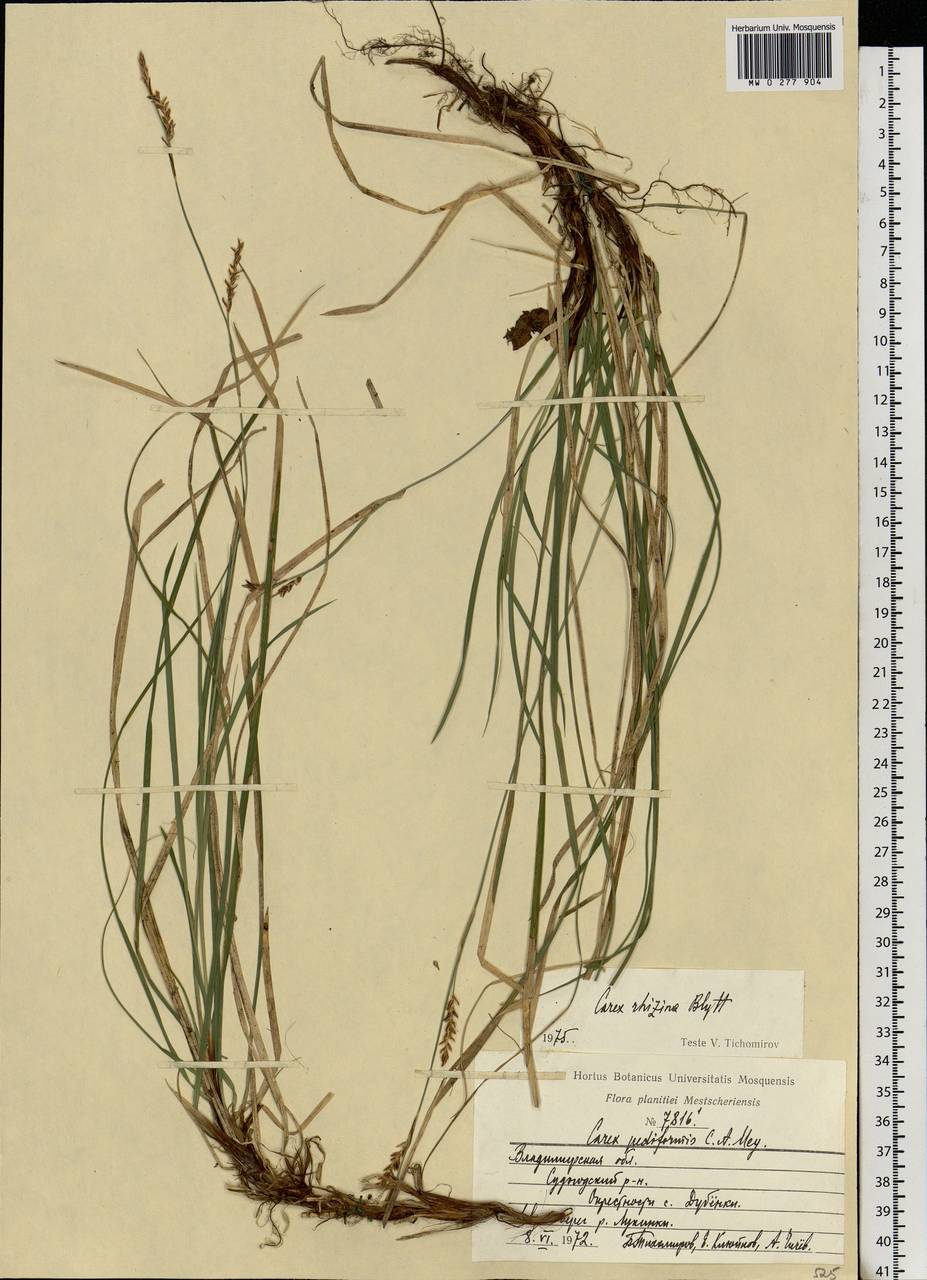 Carex rhizina Blytt ex Lindblom, Eastern Europe, Central region (E4) (Russia)