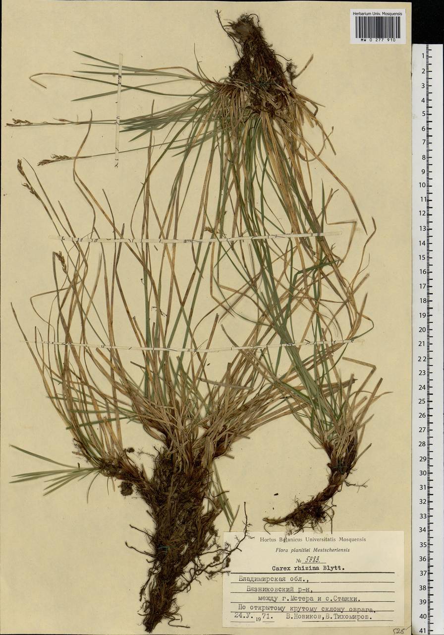 Carex rhizina Blytt ex Lindblom, Eastern Europe, Central region (E4) (Russia)