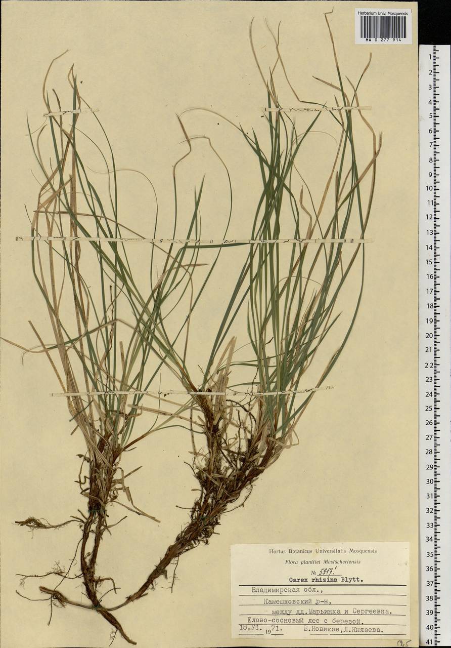 Carex rhizina Blytt ex Lindblom, Eastern Europe, Central region (E4) (Russia)