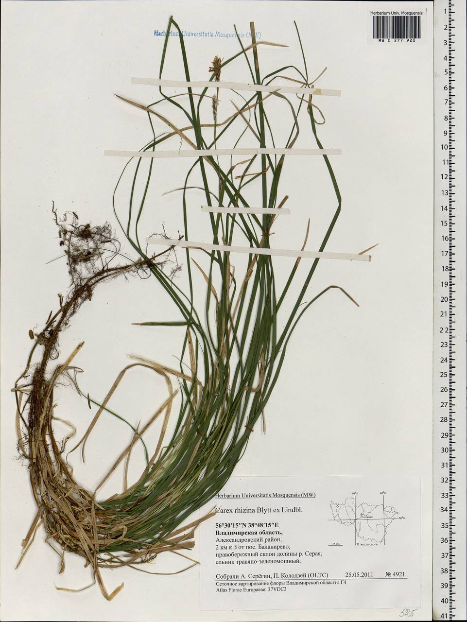 Carex rhizina Blytt ex Lindblom, Eastern Europe, Central region (E4) (Russia)