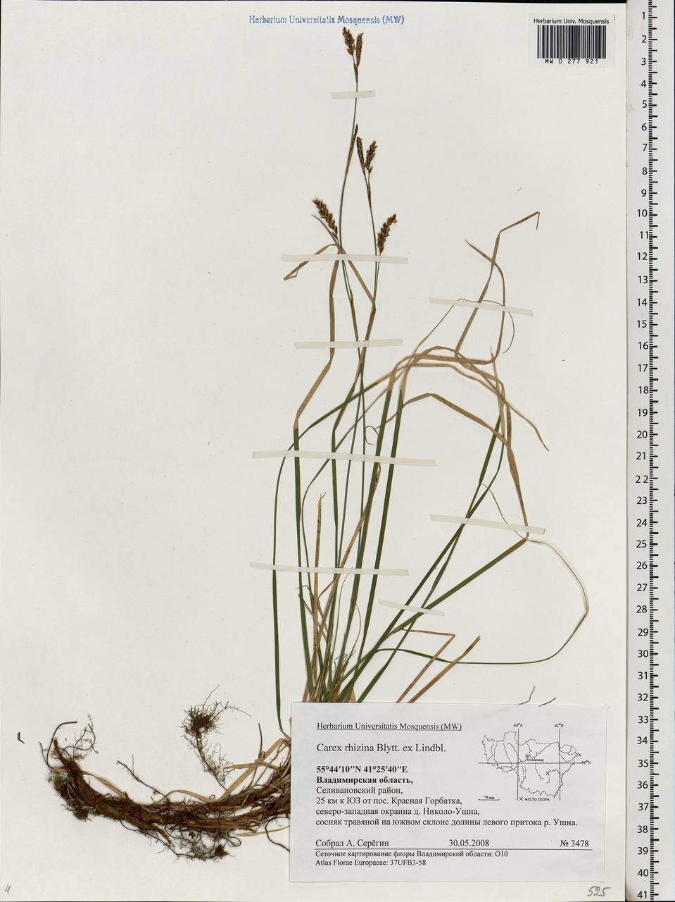 Carex rhizina Blytt ex Lindblom, Eastern Europe, Central region (E4) (Russia)