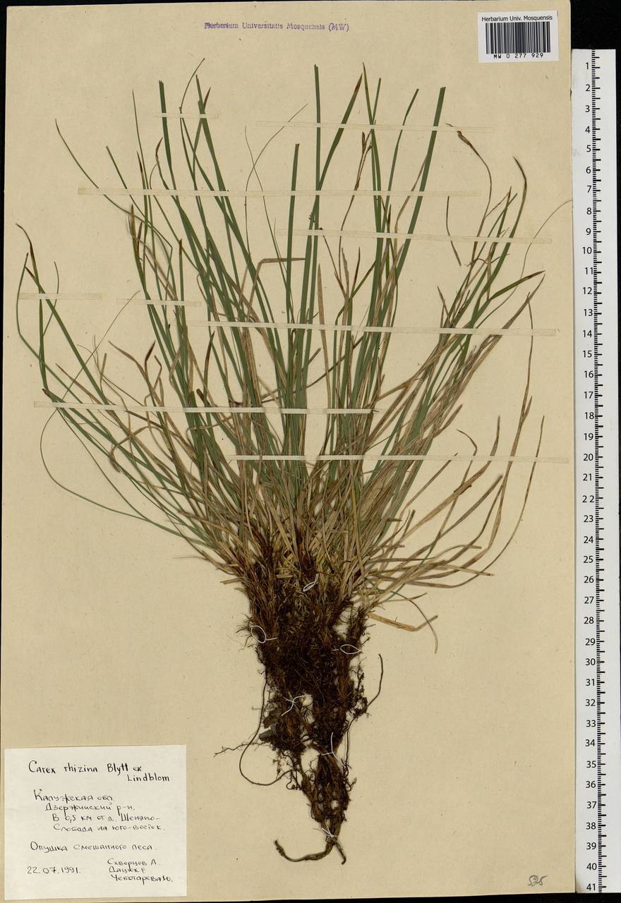 Carex rhizina Blytt ex Lindblom, Eastern Europe, Central region (E4) (Russia)