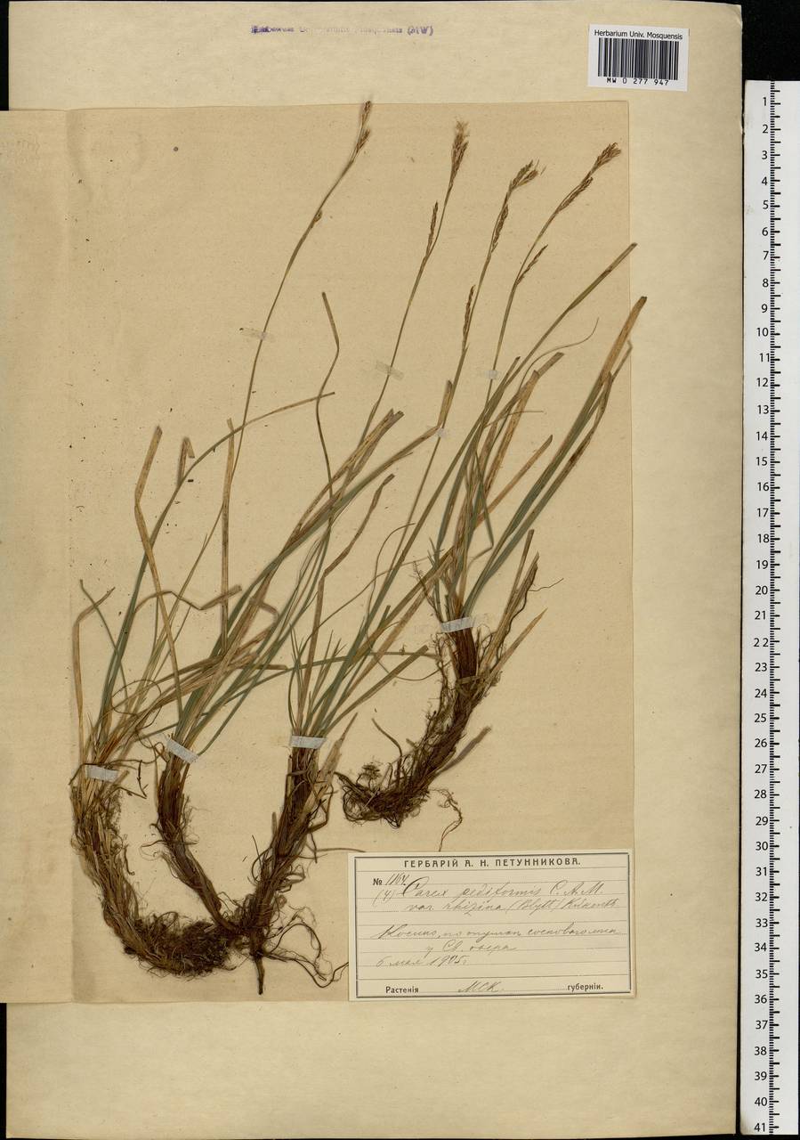 Carex rhizina Blytt ex Lindblom, Eastern Europe, Moscow region (E4a) (Russia)