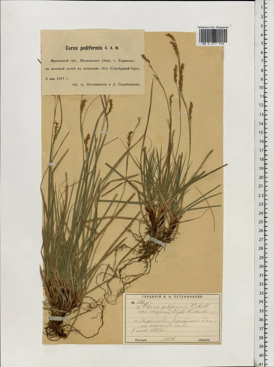 Carex rhizina Blytt ex Lindblom, Eastern Europe, Moscow region (E4a) (Russia)