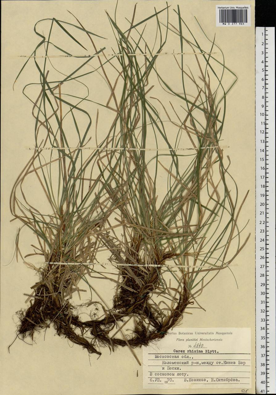 Carex rhizina Blytt ex Lindblom, Eastern Europe, Moscow region (E4a) (Russia)