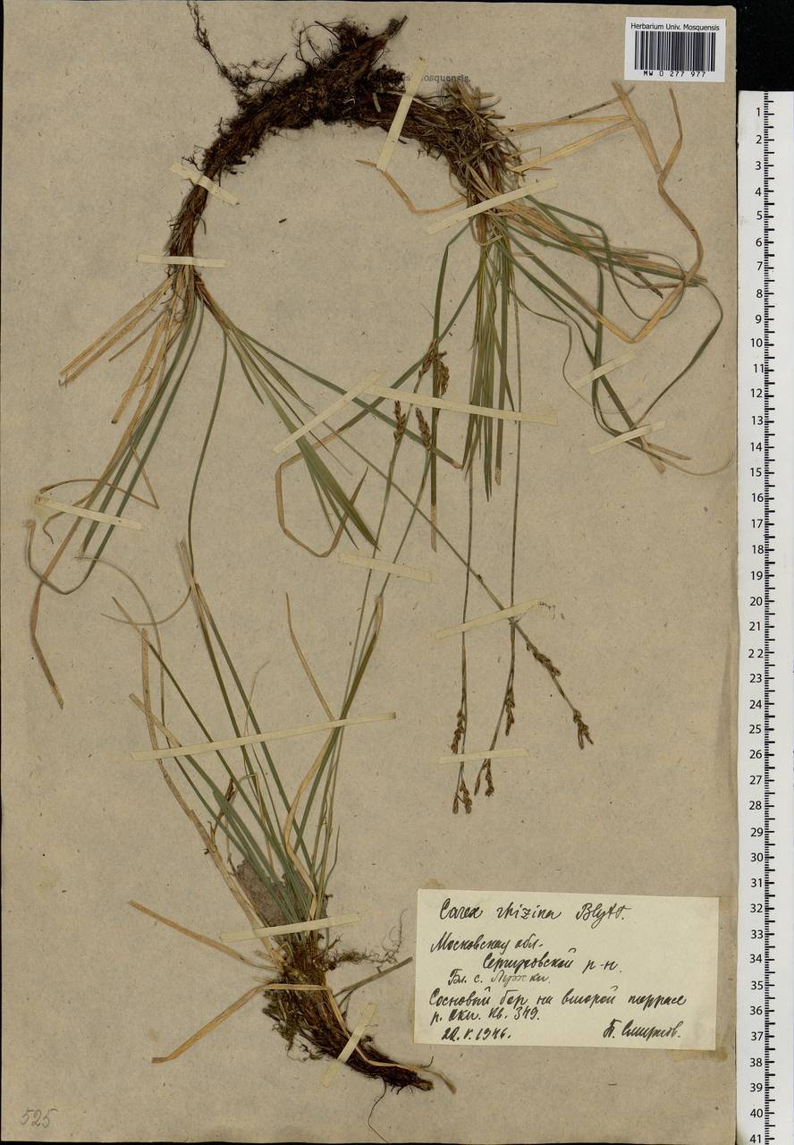 Carex rhizina Blytt ex Lindblom, Eastern Europe, Moscow region (E4a) (Russia)