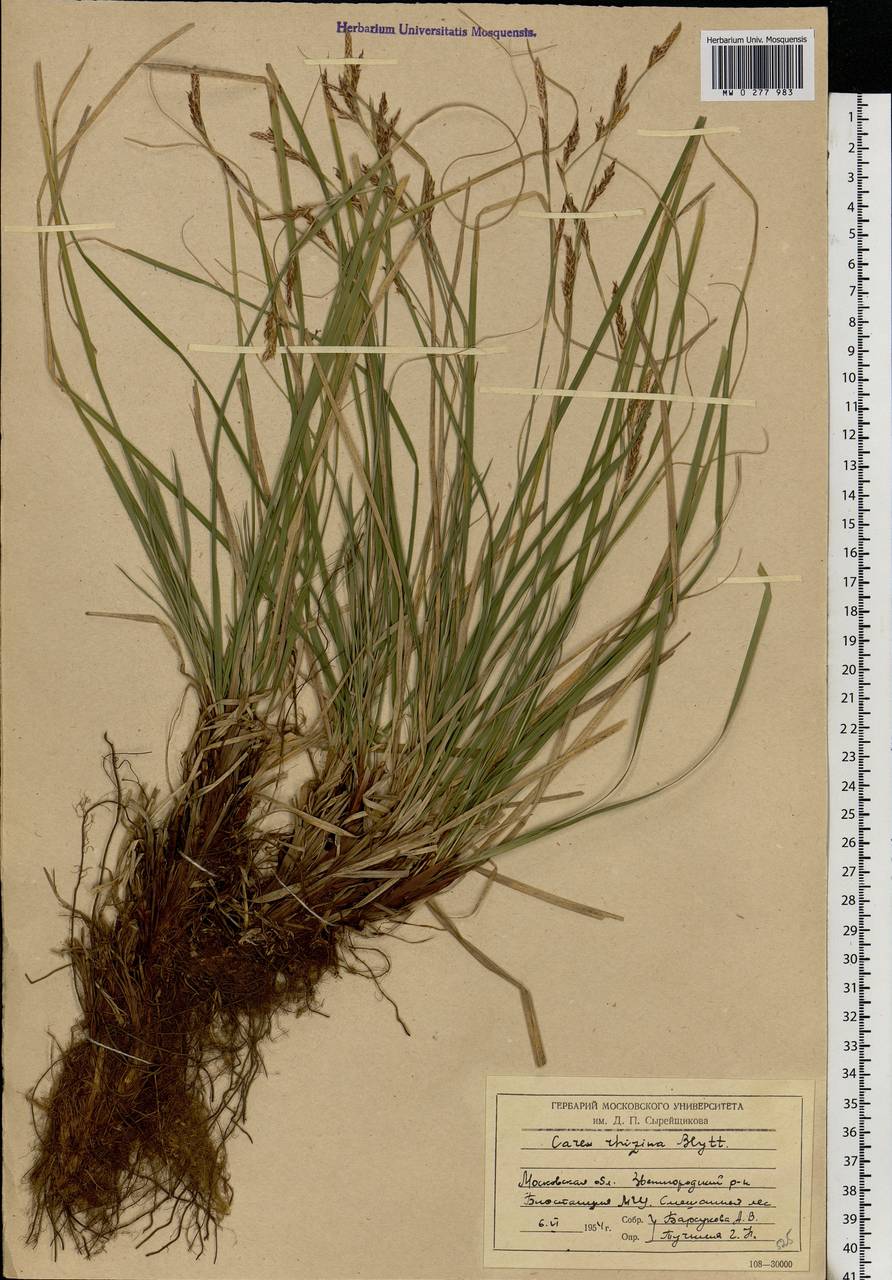 Carex rhizina Blytt ex Lindblom, Eastern Europe, Moscow region (E4a) (Russia)