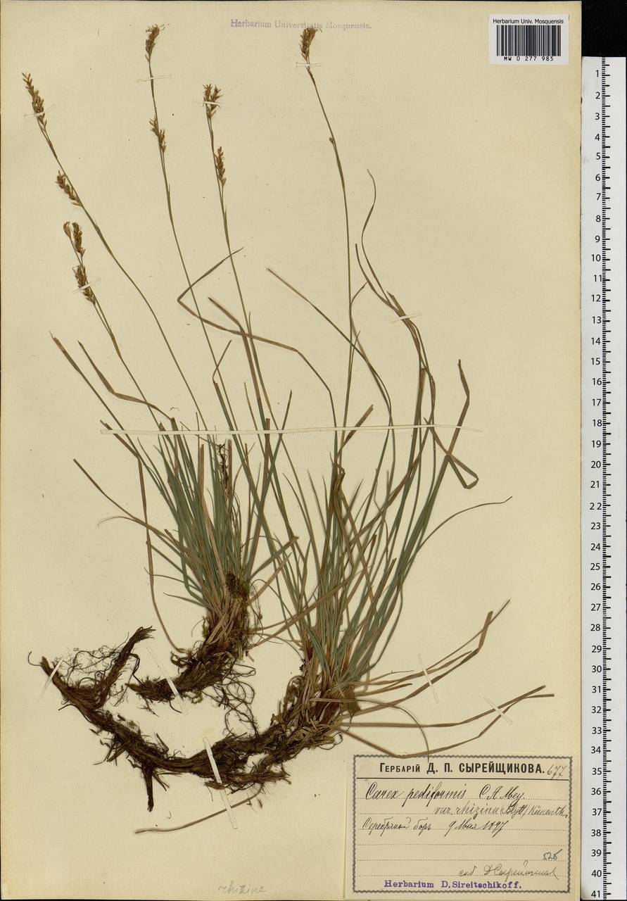 Carex rhizina Blytt ex Lindblom, Eastern Europe, Moscow region (E4a) (Russia)