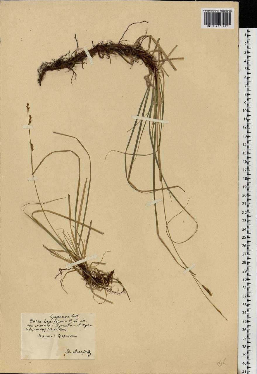 Carex rhizina Blytt ex Lindblom, Eastern Europe, Moscow region (E4a) (Russia)