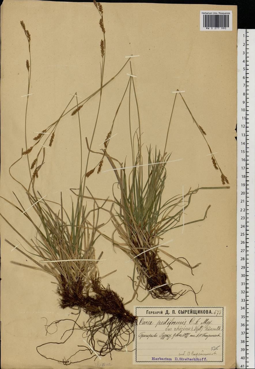 Carex rhizina Blytt ex Lindblom, Eastern Europe, Moscow region (E4a) (Russia)