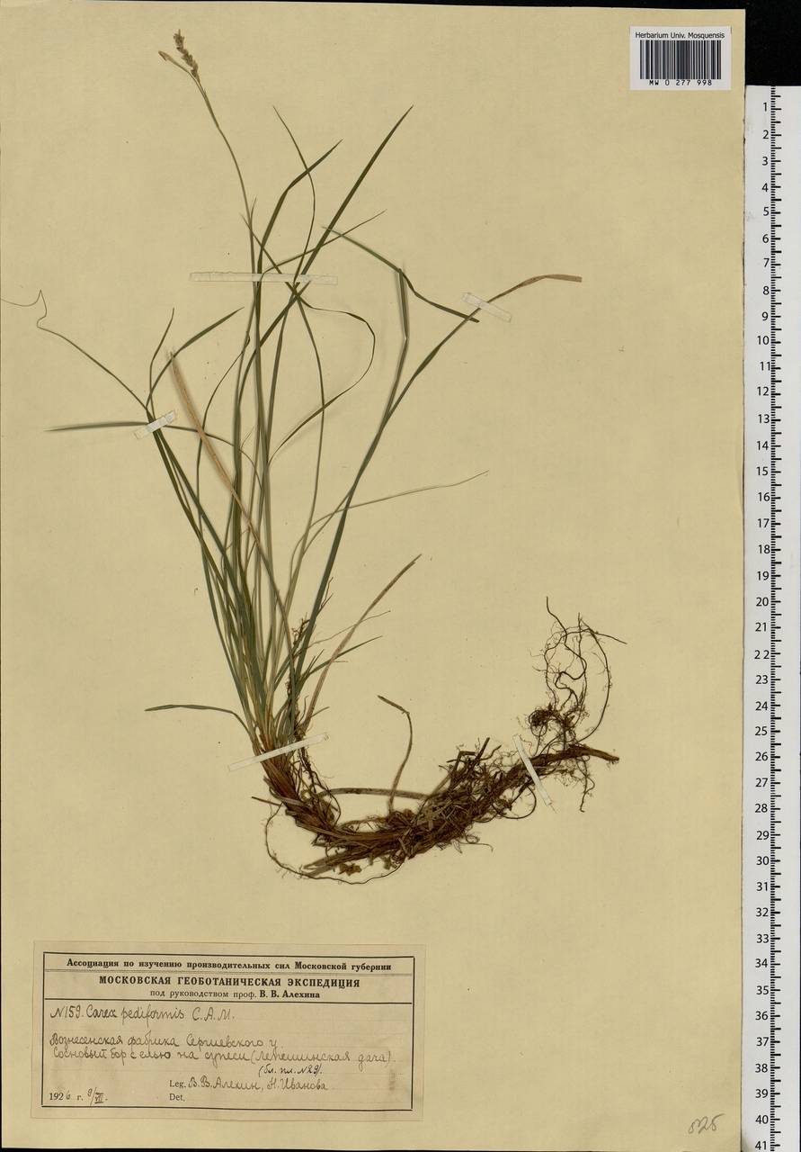 Carex rhizina Blytt ex Lindblom, Eastern Europe, Moscow region (E4a) (Russia)
