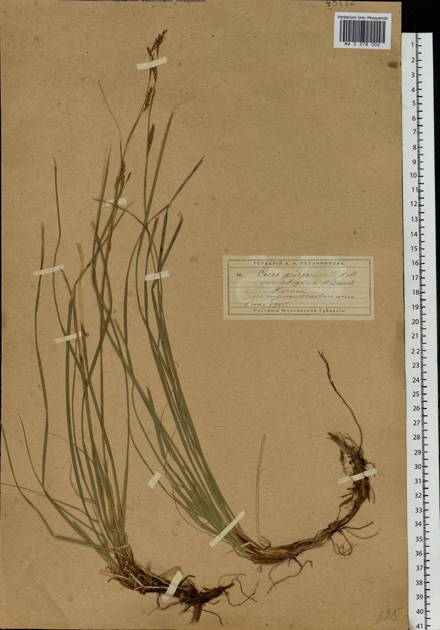 Carex rhizina Blytt ex Lindblom, Eastern Europe, Moscow region (E4a) (Russia)