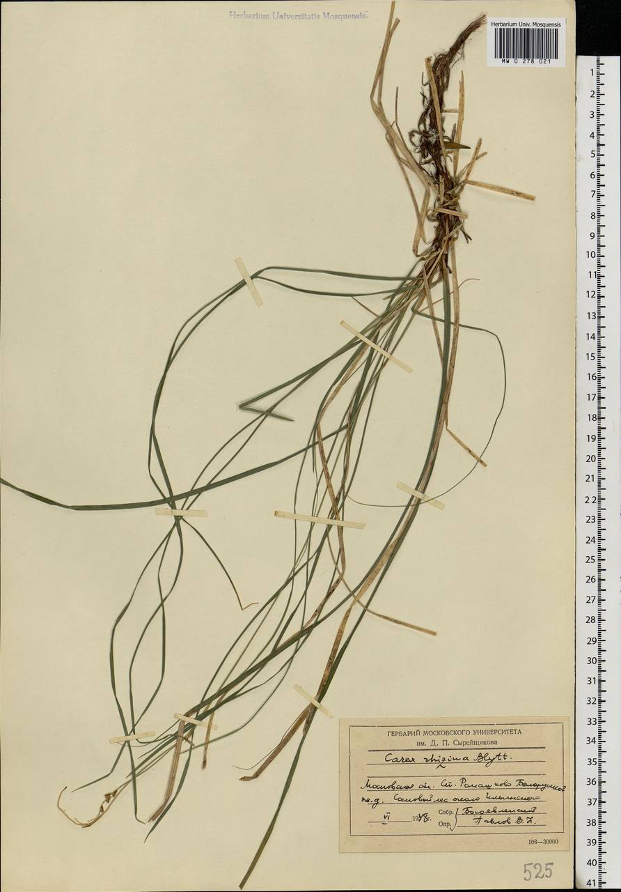 Carex rhizina Blytt ex Lindblom, Eastern Europe, Moscow region (E4a) (Russia)