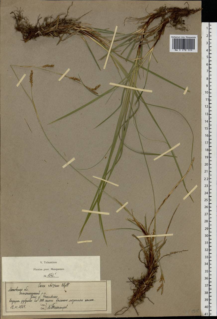 Carex rhizina Blytt ex Lindblom, Eastern Europe, Moscow region (E4a) (Russia)