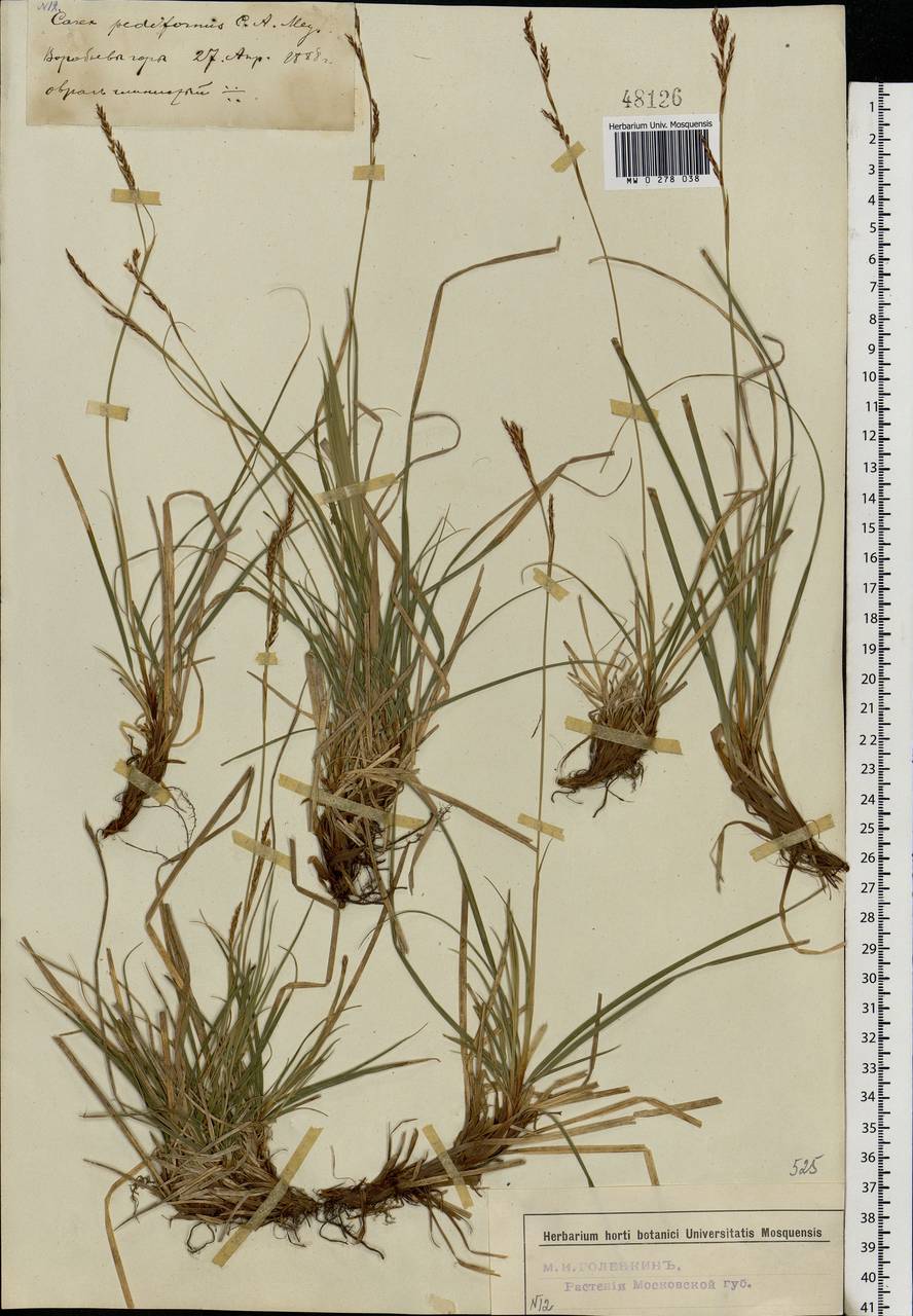 Carex rhizina Blytt ex Lindblom, Eastern Europe, Moscow region (E4a) (Russia)