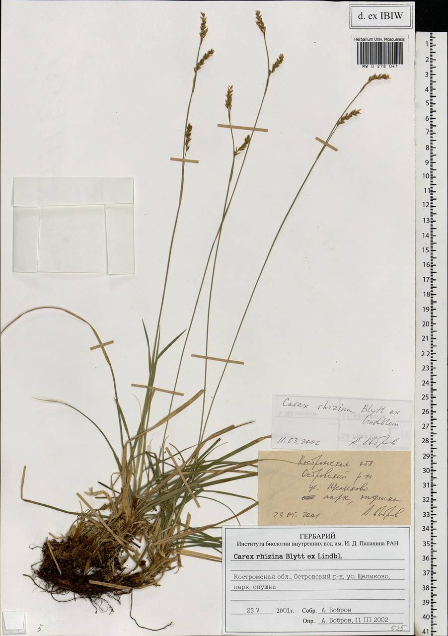 Carex rhizina Blytt ex Lindblom, Eastern Europe, Central forest region (E5) (Russia)
