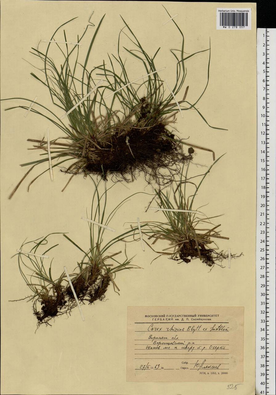 Carex rhizina Blytt ex Lindblom, Eastern Europe, Central forest-and-steppe region (E6) (Russia)