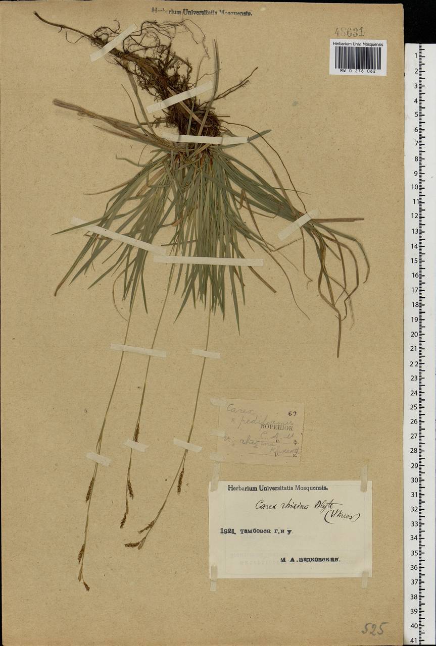 Carex rhizina Blytt ex Lindblom, Eastern Europe, Central forest-and-steppe region (E6) (Russia)