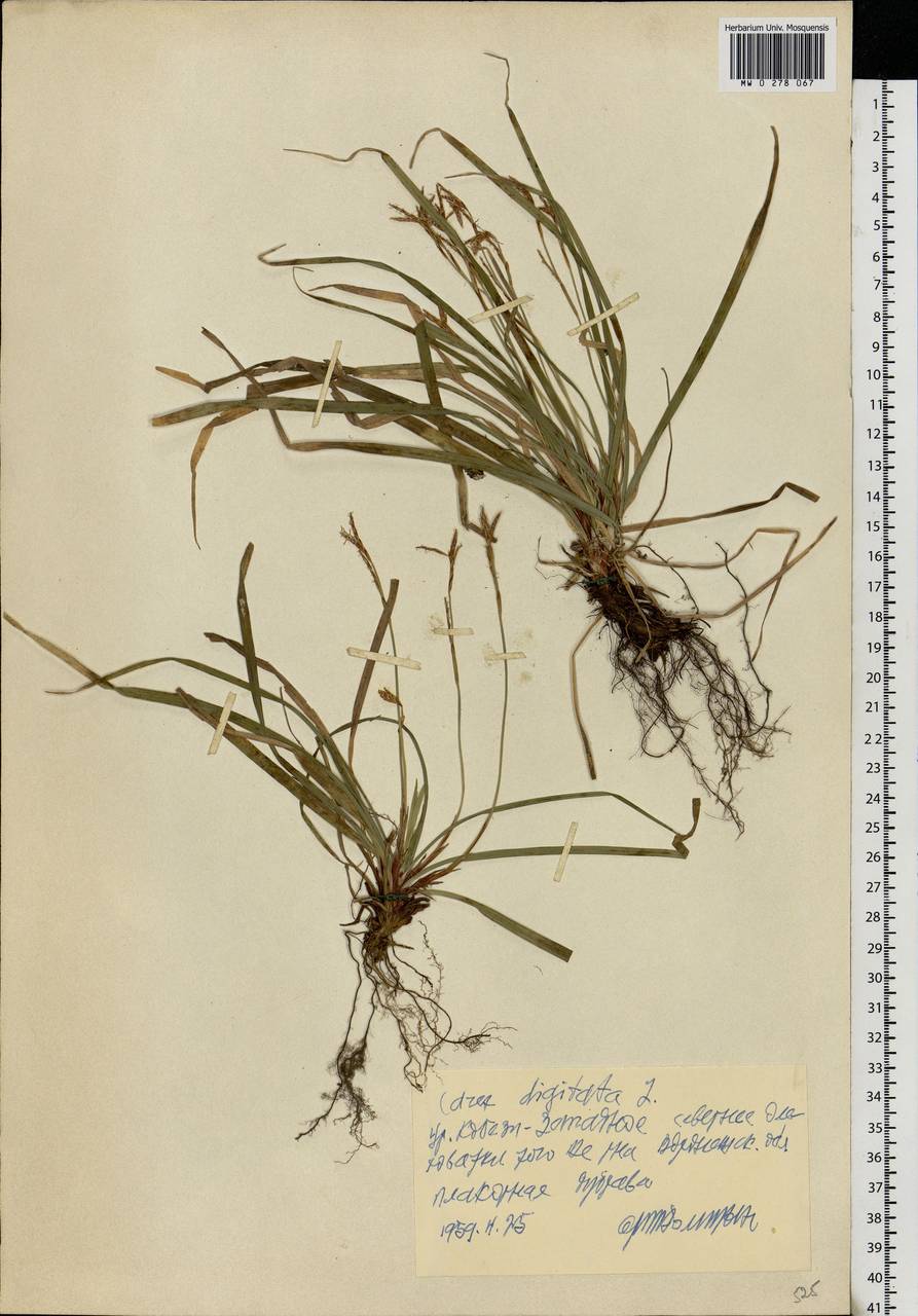 Carex rhizina Blytt ex Lindblom, Eastern Europe, Central forest-and-steppe region (E6) (Russia)