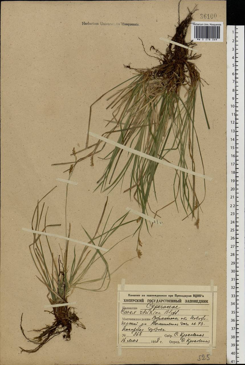Carex rhizina Blytt ex Lindblom, Eastern Europe, Central forest-and-steppe region (E6) (Russia)