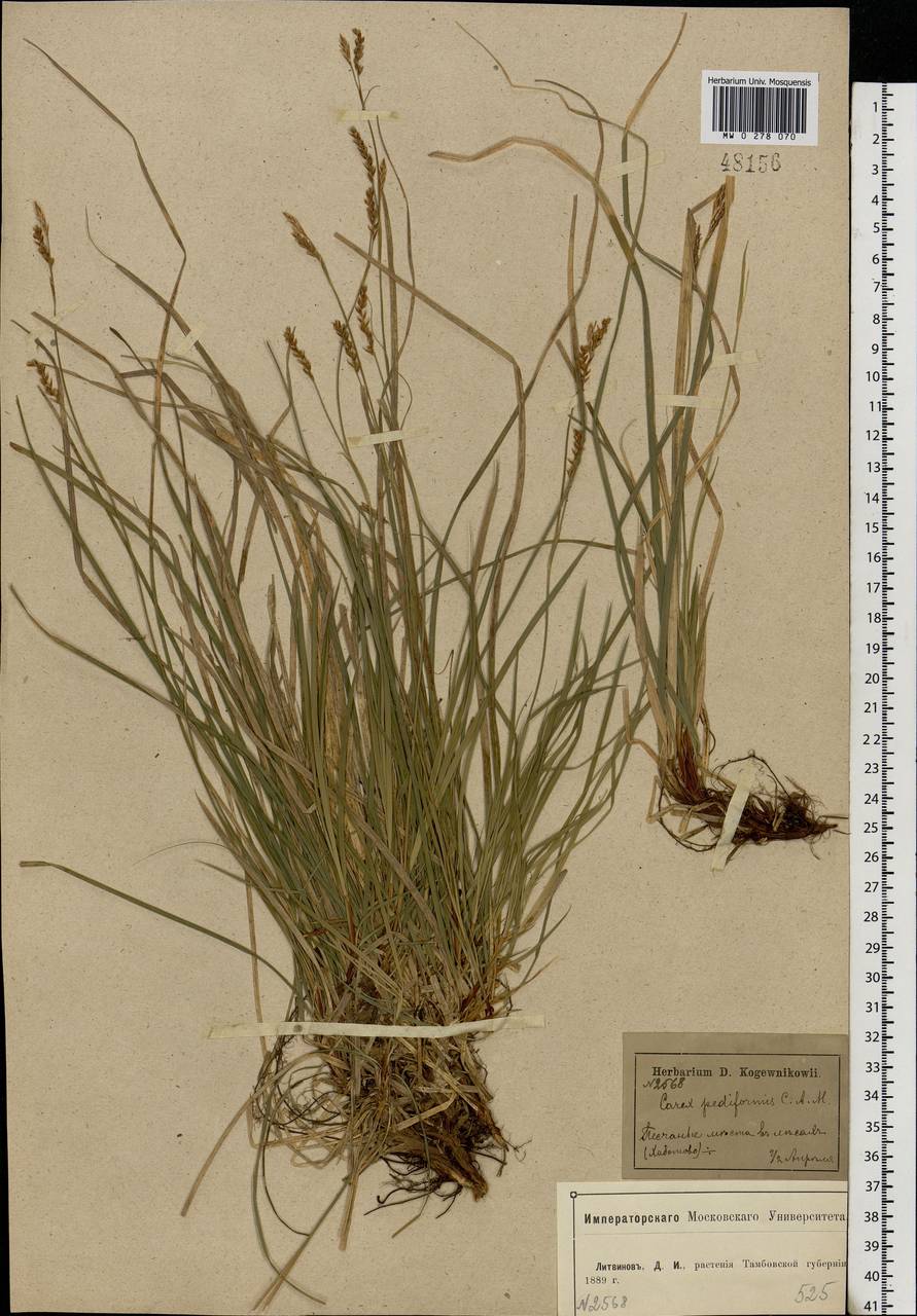 Carex rhizina Blytt ex Lindblom, Eastern Europe, Central forest-and-steppe region (E6) (Russia)