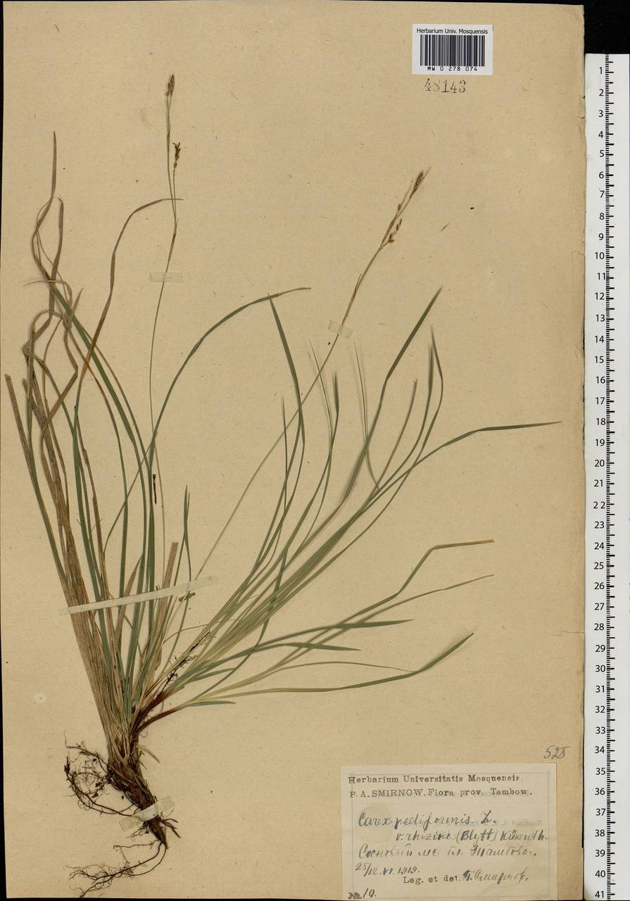 Carex rhizina Blytt ex Lindblom, Eastern Europe, Central forest-and-steppe region (E6) (Russia)